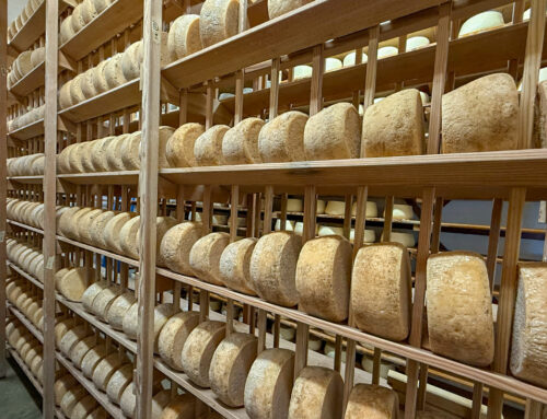 Inside the Petaluma Cheese Tour That Lets You Make Your Own