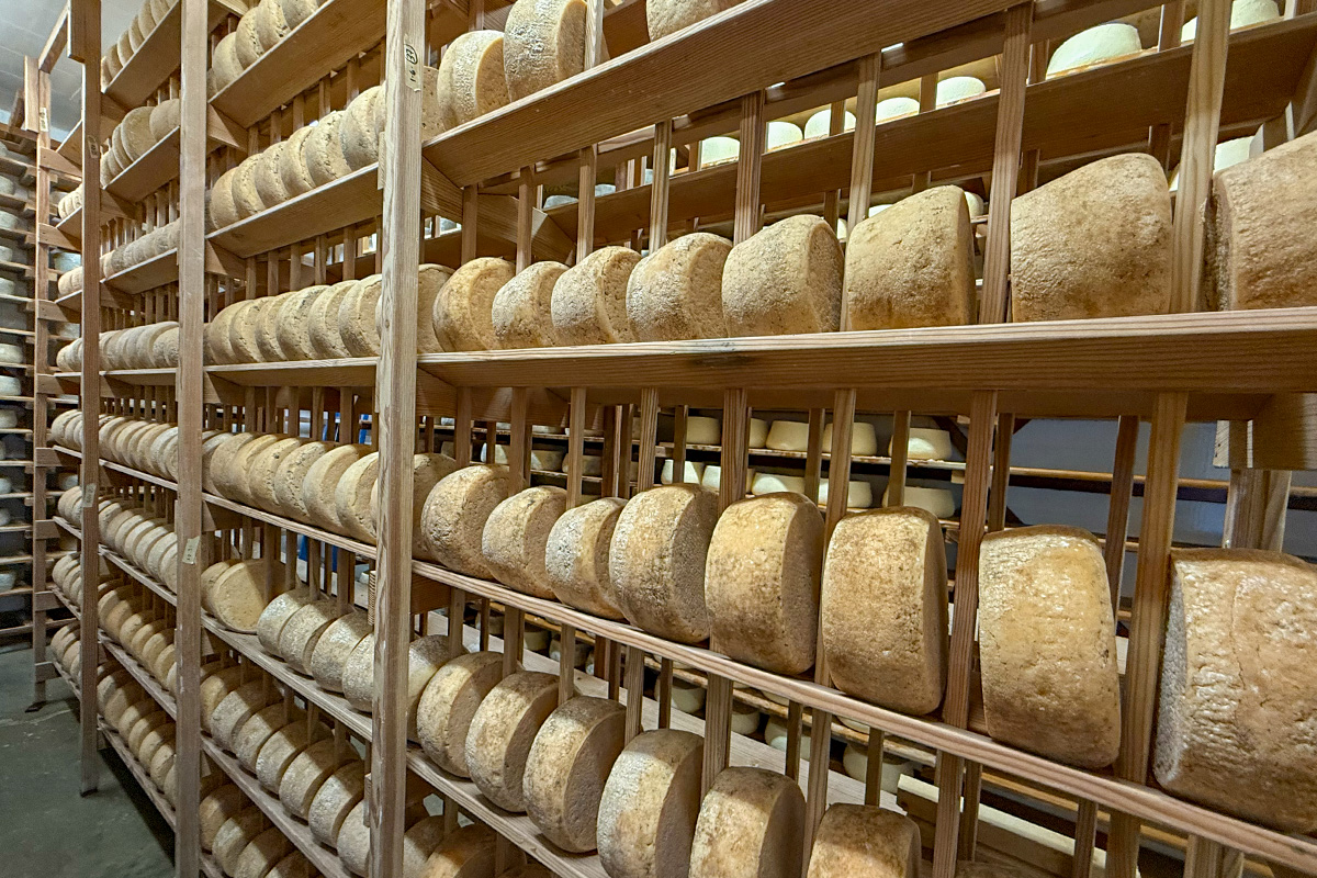 Petaluma Cheese Tour Petaluma Cheese Tour
